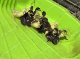 Muscovys ducklings