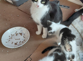 6 kittens 2 boys 4 girls