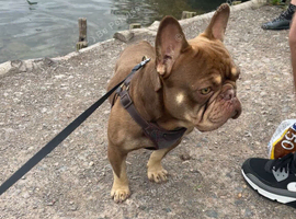 3year old French Bulldog