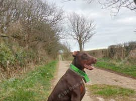 Dobermann stud kc registered.