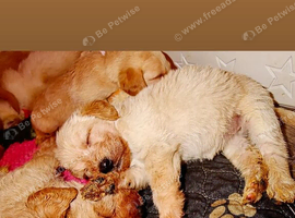 F1 GOLDEN DOODLE PUPPIES