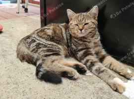 Two young girls looking for forever home