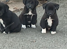 Labrador x collies