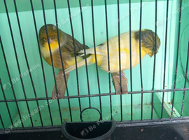 Gloster canaries