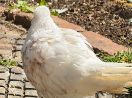 Modena and Iranian Pigeon