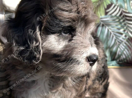 Chocolate Merle SaintBerdoodle Beautiful Rare F1 READY NOW!!!!