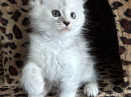 Stunning tica registered Maine coons