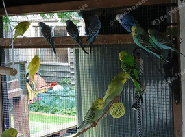 Beautiful this year aviary bred budgies