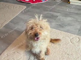 Male jackapoo