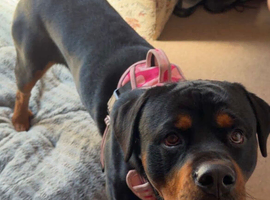 Looking for the Right Home for Rory the Rottweiler