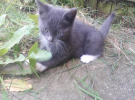 Kittens