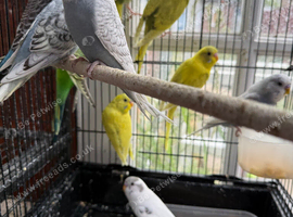 Budgies 3-4 months old.