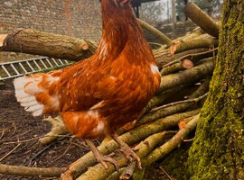 Warren hens vaccinated