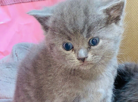 British shorthair kittens
