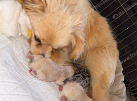 3 stunning Pomeranian puppies for sale