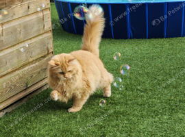 Beautiful Persian x ragdoll