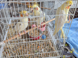 HR cockatiels