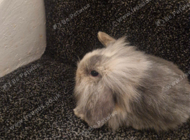Lionhead