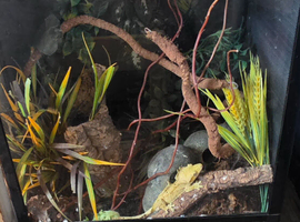 Beautiful crested gecko