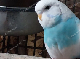 1 female Budgies for sale