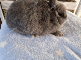 Pure bred Netherland Dwarf Blue girl