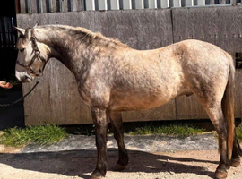 2019 born Connemara gelding