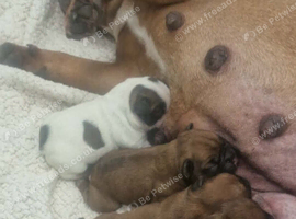 Standard red fawn/pied French bulldog