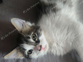 3 adorable kittens Norwegian Forest cross Russian Blue