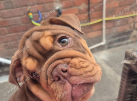 Chocolate  tan bulldog