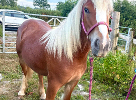 1.5 year old filly for long term companion loan