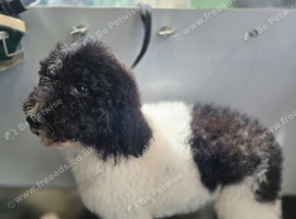 READY NOW Beautiful kc standard poodle puppies