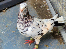 Few pigeons for sale