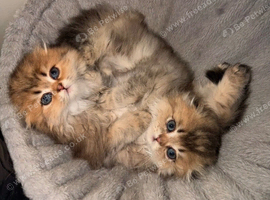Teddy Bear Scottish / Persian cross Fold Kittens for Sale