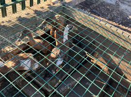 Runner ducklings for sale