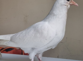 Stunning pure young white pigeon for sale