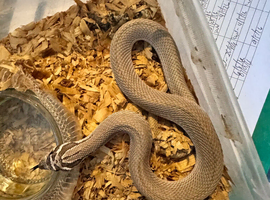 Cb21 male superconda
