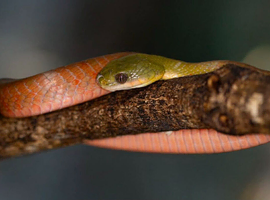 CB22 Boiga Nigriceps - Black Headed Cat Snake (Rear Fang Venemous)