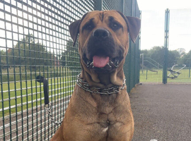 19 month old boerboel cross