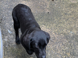 Beautiful female Labrador