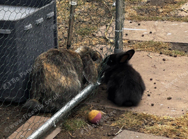 Dwarf/ Lop bunnies