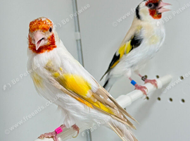Beautiful Mutation Pair of Siberian Goldfinches