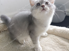 Kitten