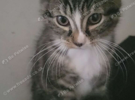 Tabby