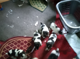 Working Jack Russell puppies for sale
