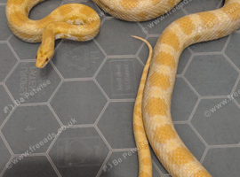 Pair of corn snakes