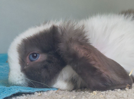 Chocolate mini lop