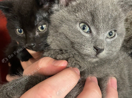 Ready for their forever homes now