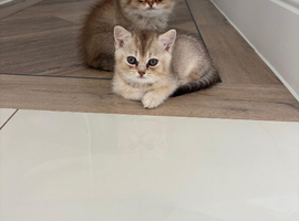 British short hair kitten
