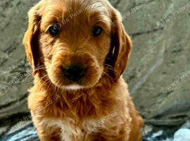STUNNING MULTIGEN AUSTRALIAN GOLDENDOODLE PUPPIES