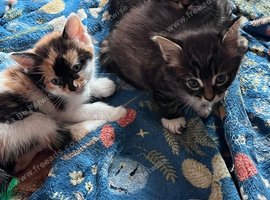 Kittens ready now